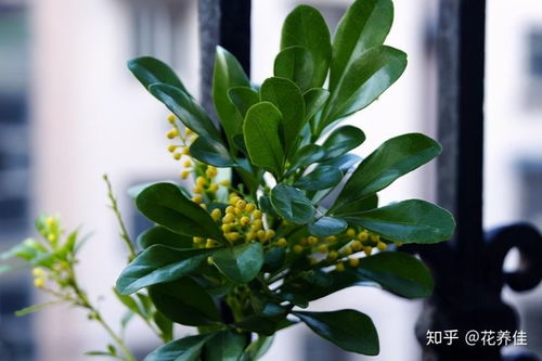 米兰怎么养殖,从土壤到养护，打造美丽家居绿植
