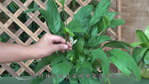 白掌的花为什么会变绿,自然代谢与光照影响解析