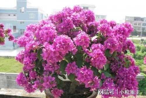 三角梅不开花怎么办,三角梅不开花?揭秘原因与高效解决方案