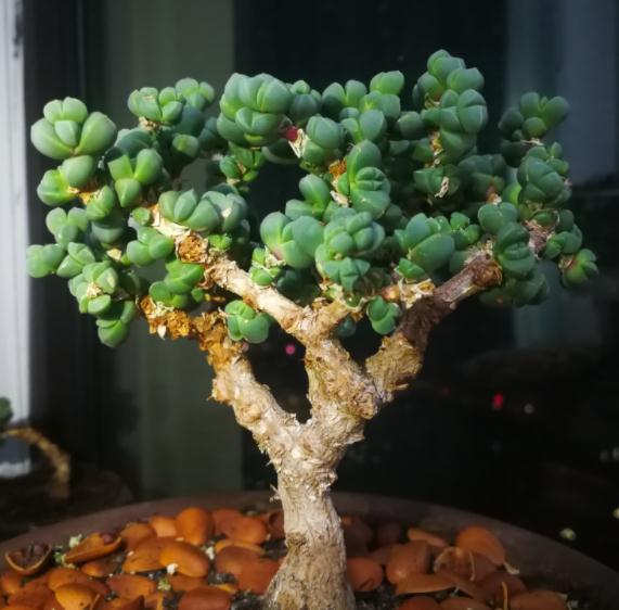 鹿角海棠怎么移