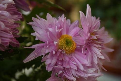 菊花花开怎么弄,探寻菊花花开的美丽瞬间