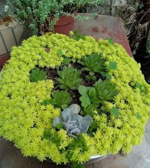 薄雪万年草 怎么养