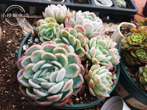 多肉徒了怎么办,多肉植物徒长问题解析与解决攻略