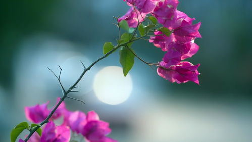 夏季也爱开花的三角梅品种, 夏日里的绚烂奇迹——探秘三角梅的多样魅力