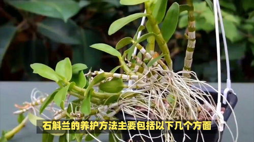 石斛兰怎么养,从新手到专家的养植全解析