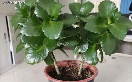 病虫害多的花有哪些,常见病虫害困扰的花卉品种盘点