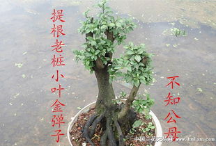金弹子桩什么时候发芽,金弹子桩春季发芽生长全解析