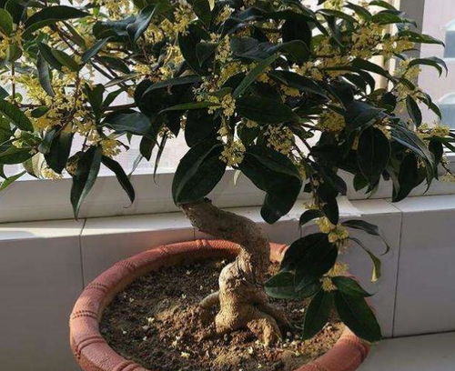 盆栽桂花低于多少度进屋,盆栽桂花需移入室内养护”