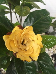 栀子花花朵发黄怎么办,栀子花花朵发黄原因及养护攻略