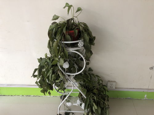 花被冻死了怎么起死回生,揭秘花被冻死后的复活奇迹