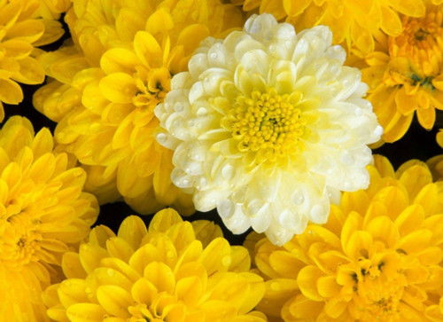 菊花的种类有哪些,探寻千姿百态的菊花种类