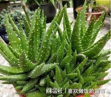 养绿植用什么土,养绿植的土壤选择指南
