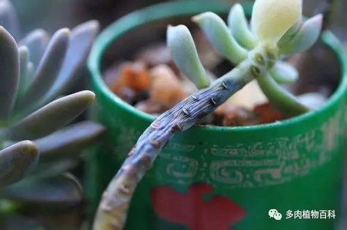 桃美人怎么砍头繁殖,轻松掌握植物克隆新技巧