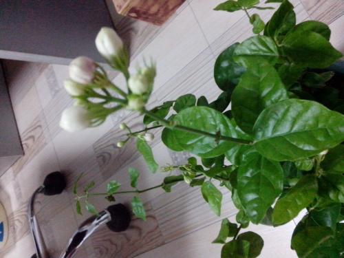 茉莉花过冬多久浇一次水,冬季养护关键