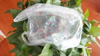 哪些花适合套塑料袋,这些花卉更适宜“保暖”养护