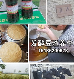 豆渣不发酵怎么浇花,简单实用的环保园艺技巧