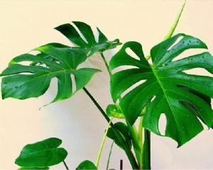 龟背竹怎么修剪,修剪时间，把握时机