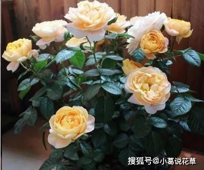 月季玫瑰怎么养出来的好看,月季玫瑰,美丽背后的秘密