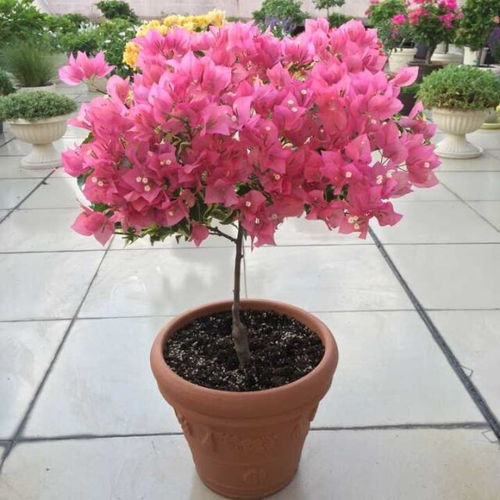 喜欢阳光照射的花有哪些,喜阳植物大盘点
