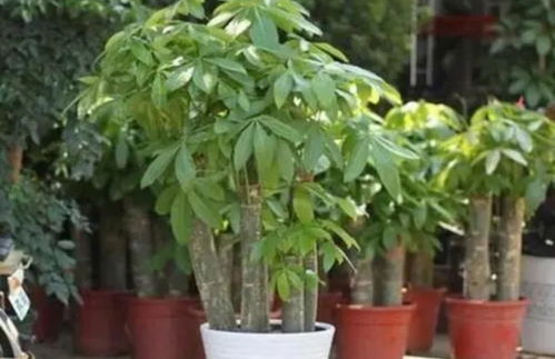 发财树冬天怎么办