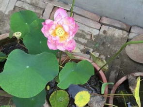 荷花怎么种植,从选种到养护的实用指南