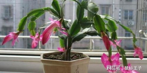 蟹爪兰怎么养才能开花,蟹爪兰开花前的准备