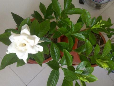家里为什么不能养栀子花,为何家中不宜种植栀子花?”