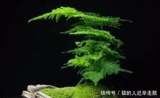 文竹盆景黄了怎么办,文竹盆景黄叶原因及救治攻略