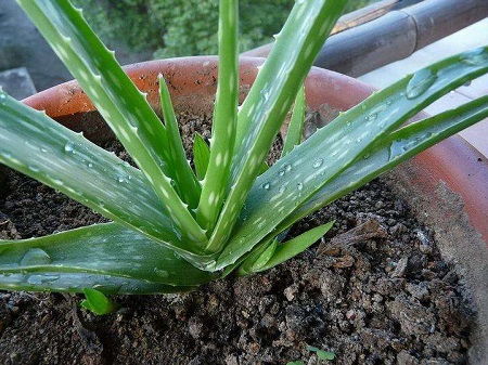 芦荟怎么种植,从分株到养护，轻松掌握芦荟种植技巧