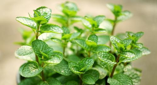 薄荷没劲黄叶怎么回事,薄荷黄叶没劲原因分析