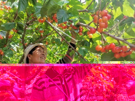小叶赤怖昆明能种植码图片