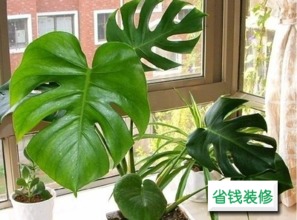 哪些小植物适合室内,打造清新宜居空间