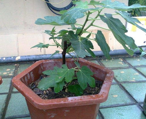 柳桃树的枝条怎么盆栽,打造春意盎然的家居绿意