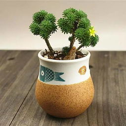 球松如何养护,打造健康翠绿之美