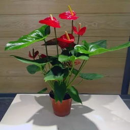 光线不好养什么花,室内光线不足?这些耐阴花卉帮你打造绿色角落