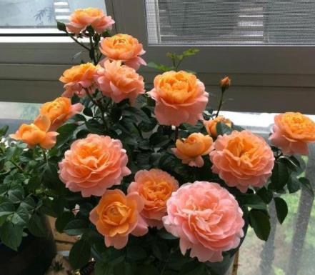 月季早春芽能开花吗怎么养,月季早春芽芽能开花吗？