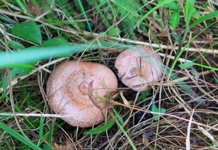 青龙山枞树菌种植基地电话