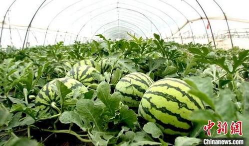 永城采搞西瓜种植基地地址,探寻永城采搞西瓜种植基地的秘密