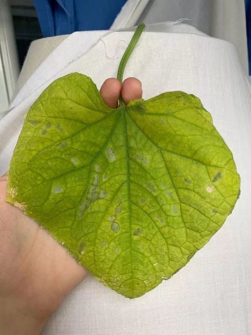 叶片发黄缺什么元素,缺哪种元素导致植物营养不良?