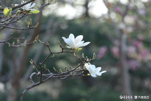 玉兰花的花语是什么,纯洁与高贵的象征