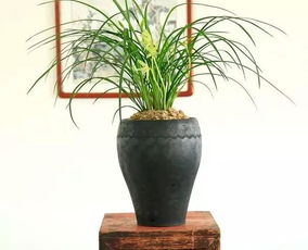 砂盆透气性如何,揭秘植物生长的“呼吸”奥秘