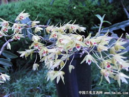 什么石斛春节开花,探寻传统名花绽放之谜