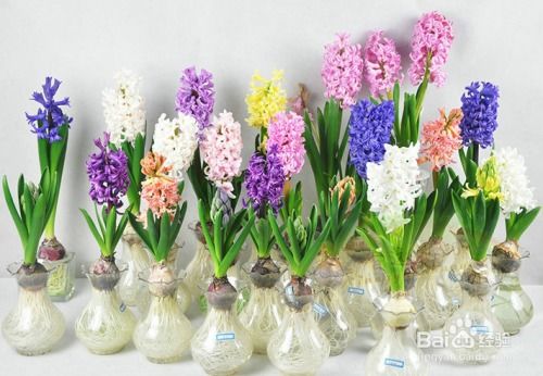 风信子怎么水培,轻松养出美丽花朵
