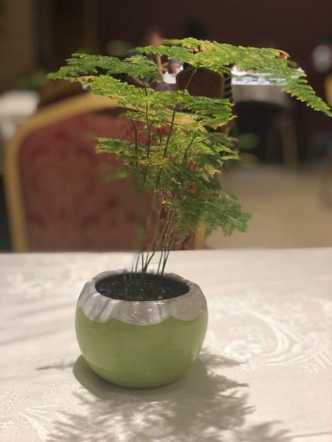 文竹喜欢什么水吗,文竹的“水”之偏好揭秘