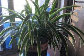 吊兰的土怎么配,打造健康绿植的理想土壤
