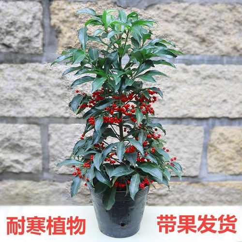 富贵子花卉耐寒多少度,挑战低温的美丽使者