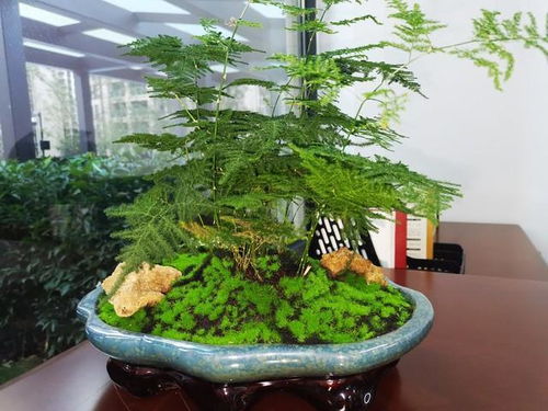 文竹喜欢什么水吗,文竹的“水”之偏好揭秘
