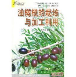 橄榄树怎么养,从种植到养生的绿色瑰宝