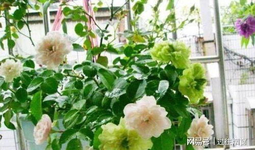 什么花浇水又香,揭秘浇水香花之谜