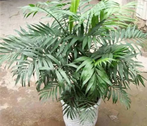 袖珍椰怎么移植,袖珍椰移植技巧与生长秘诀